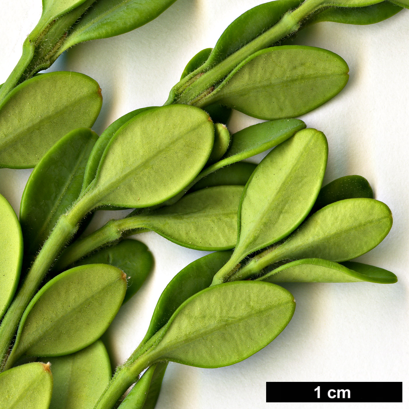 High resolution image: Family: Buxaceae - Genus: Buxus - Taxon: microphylla - SpeciesSub: var. koreana 